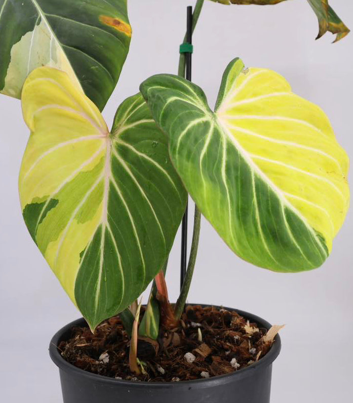Philodendron Gloriosum Type 1 Variegated