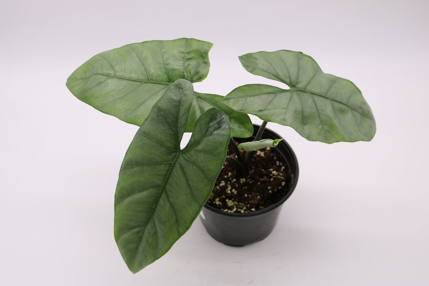 Alocasia Heterophylla Corazon