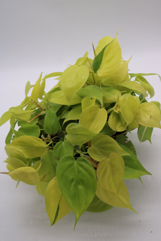 Philodendron Heartleaf Neon