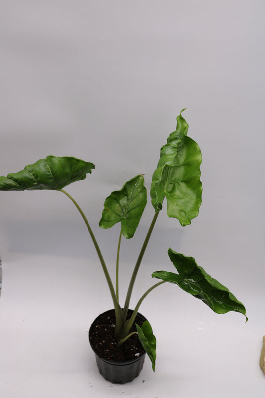 Alocasia Shock Treatment
