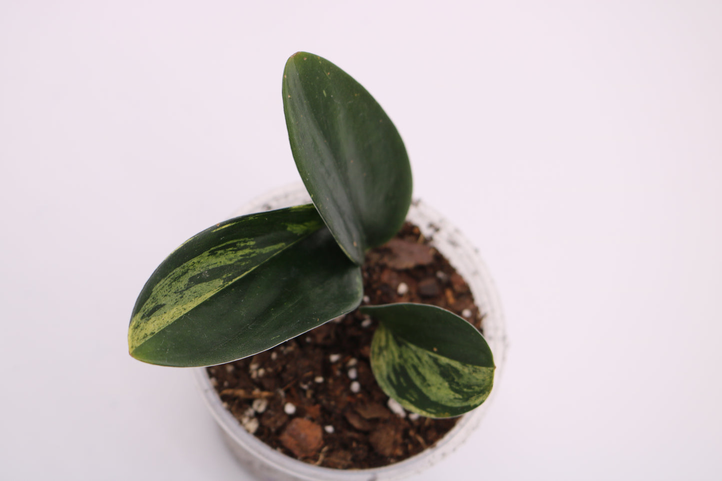 Scindapsus Dark Truebii Moonlight Variegated