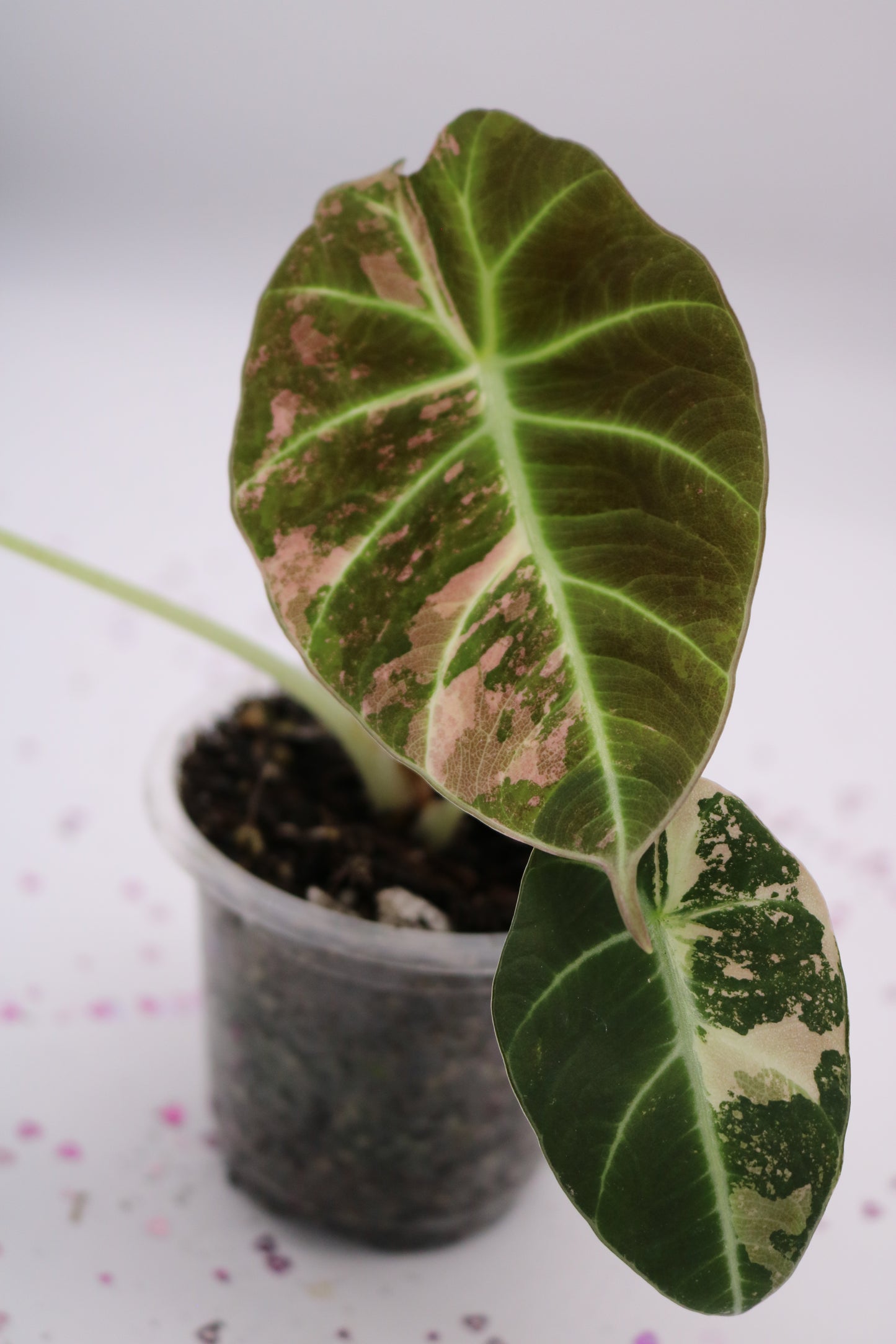 Alocasia Pink Black Velvet PBV
