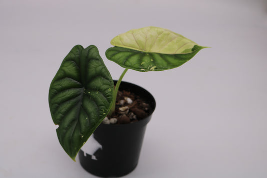 Alocasia Dragon Scale Albo