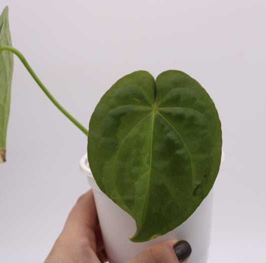 Variegated Anthurium David Portilla Dreams