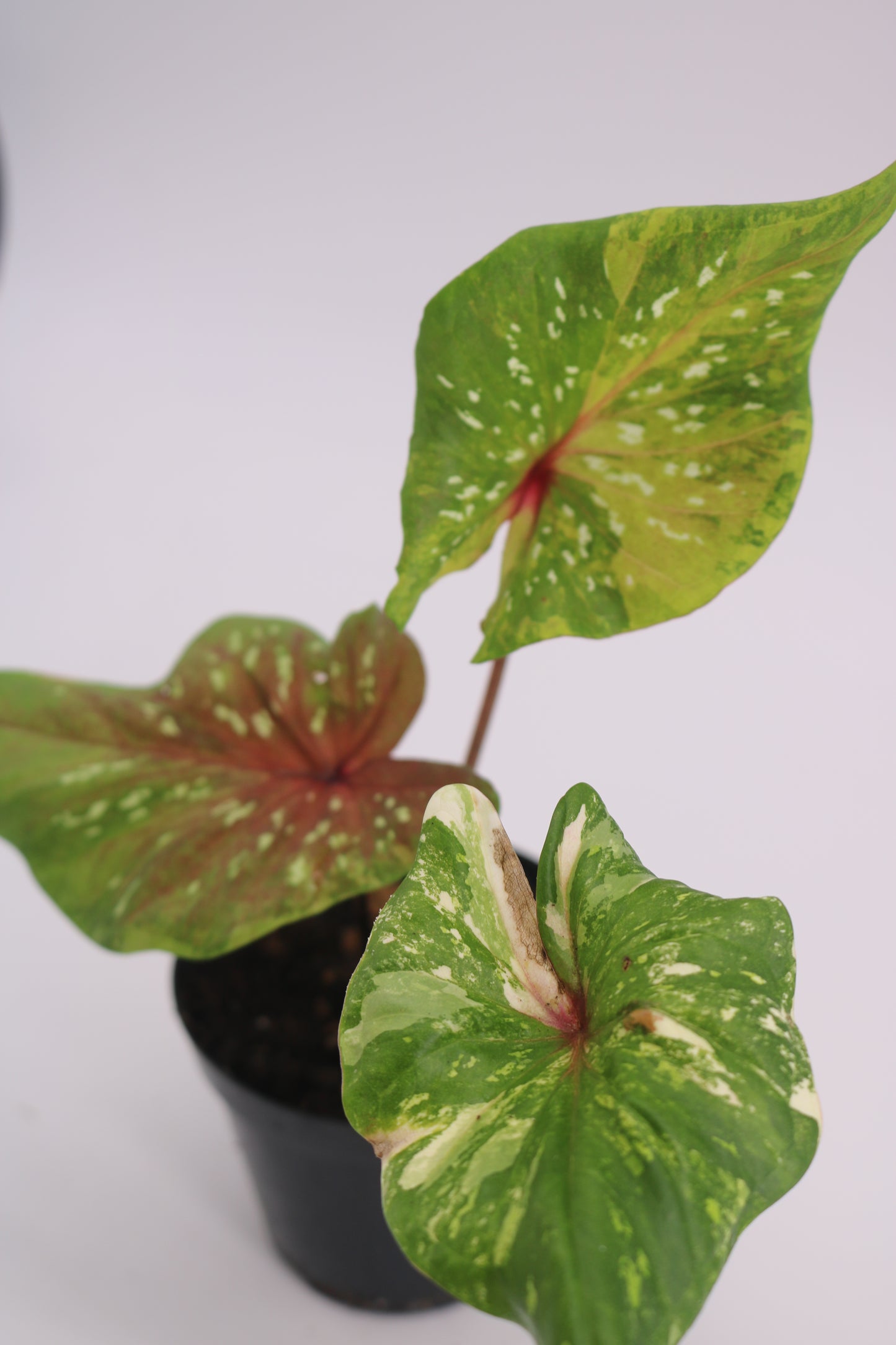 Variegated Thai Caladium