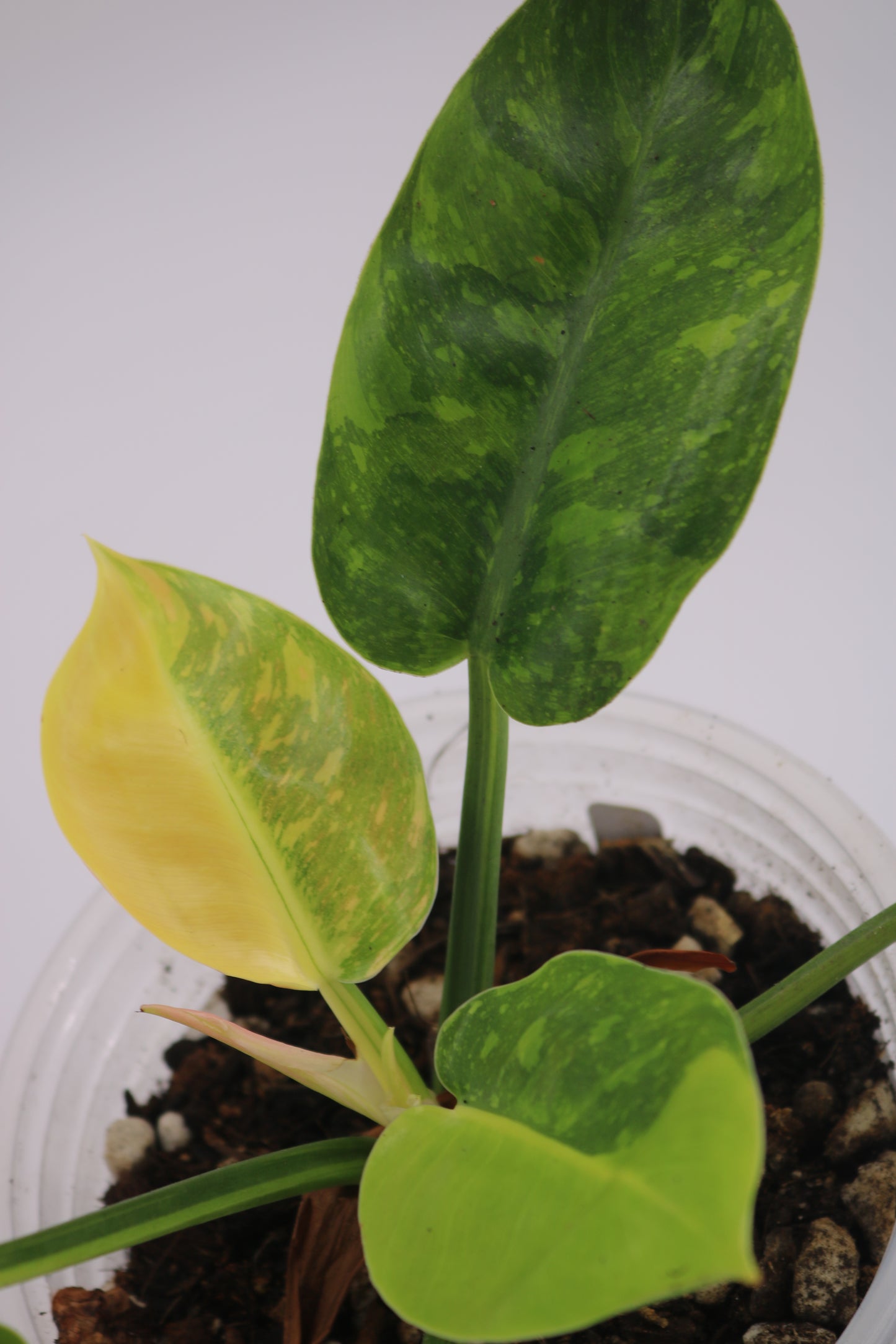 Philodendron Green Congo Nuclear