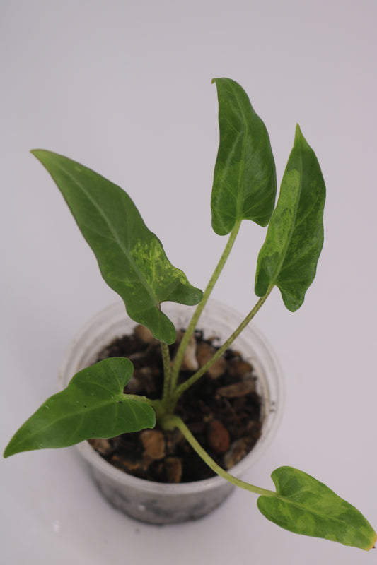 Alocasia Lauterbaciana Mint