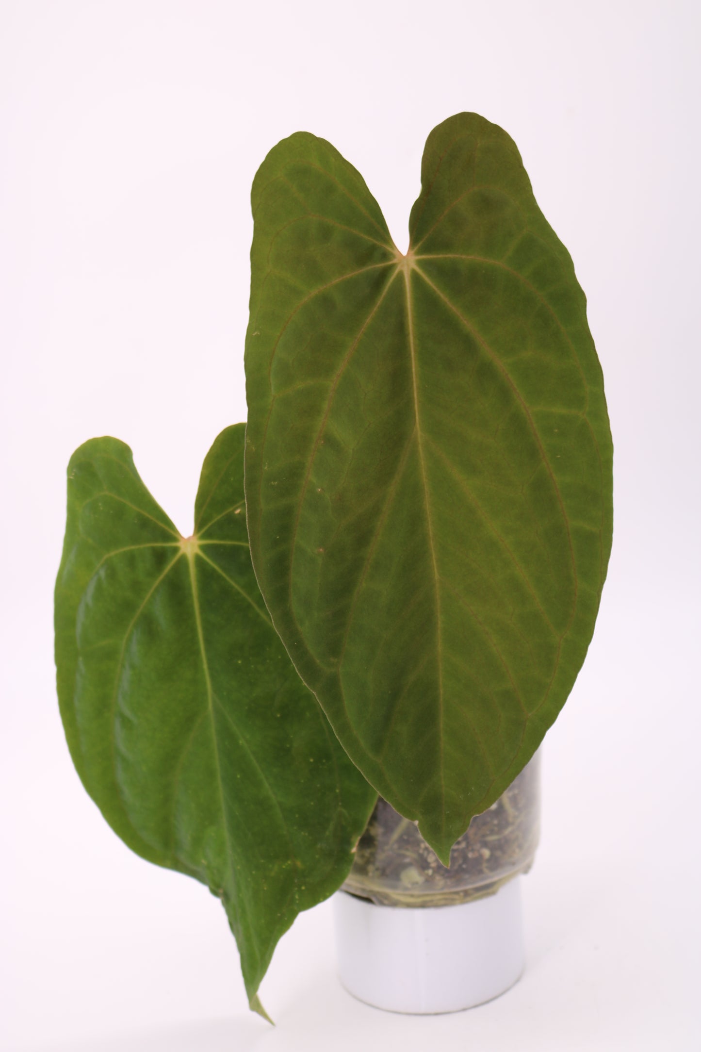 Anthurium BVEP x Fort Sherman