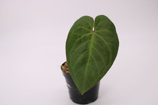Anthurium Doc Block Dark and Handsome x Red Velvet Cake