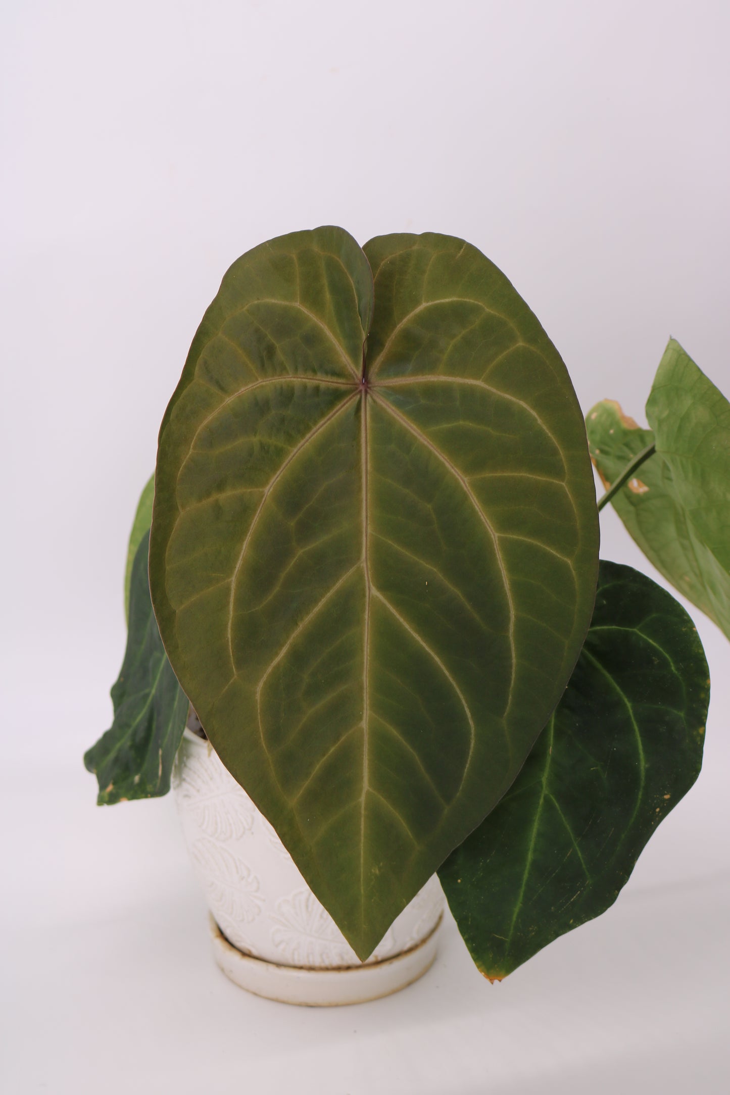 Anthurium King of Spades Hybrid