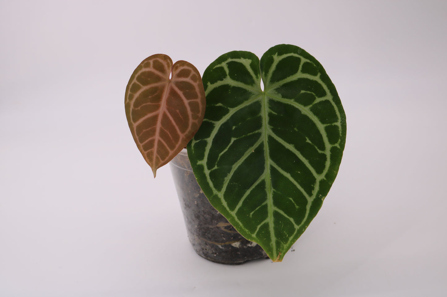 Anthurium Doc Block Zara x Michelle