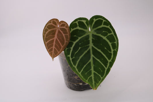 Anthurium Doc Block Zara x Michelle