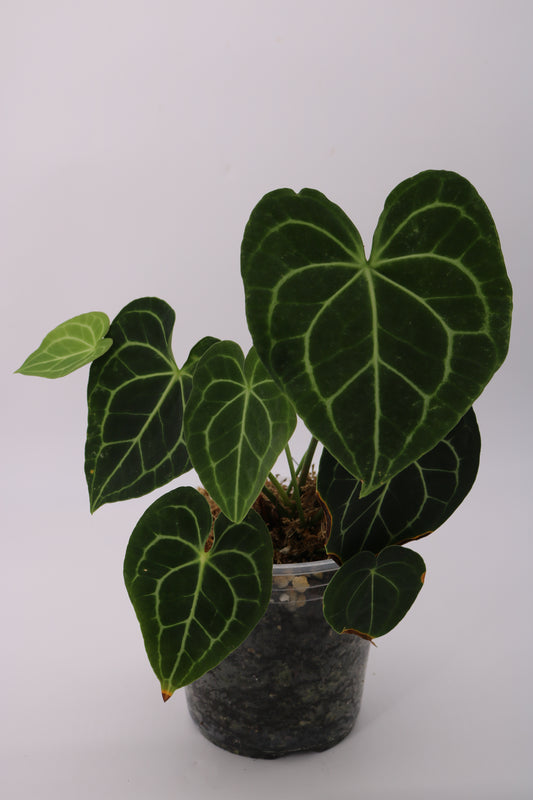 Anthurium Clarinervium