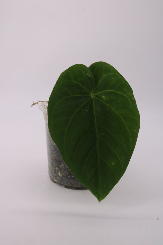 Fontanimal Papi/Leland x Dressleri Fp2