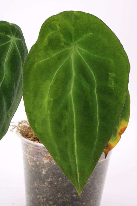Anthurium Forgetii Variegated