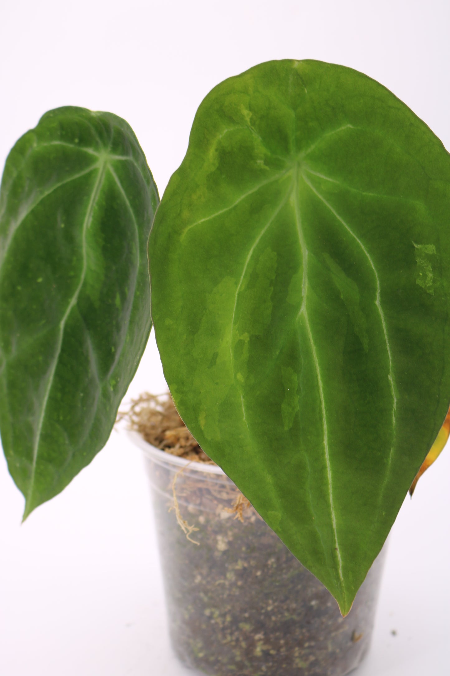 Anthurium Forgetii Variegated