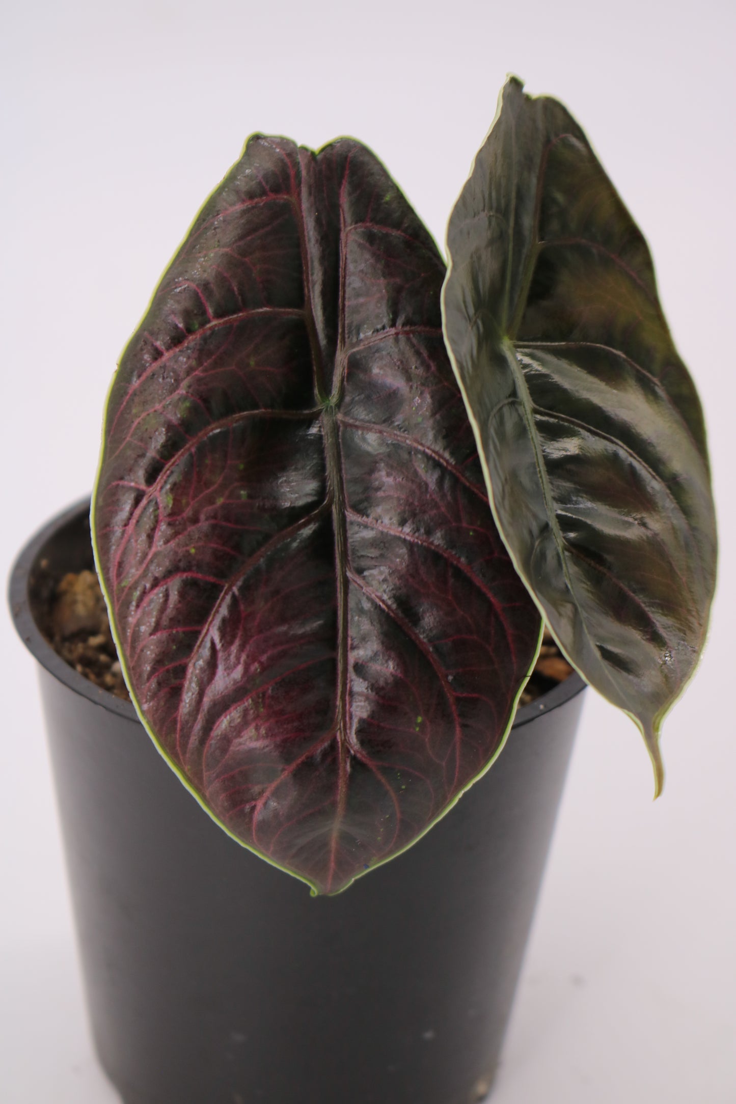 Alocasia Azlanii