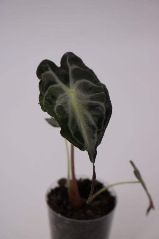 Alocasia Venom