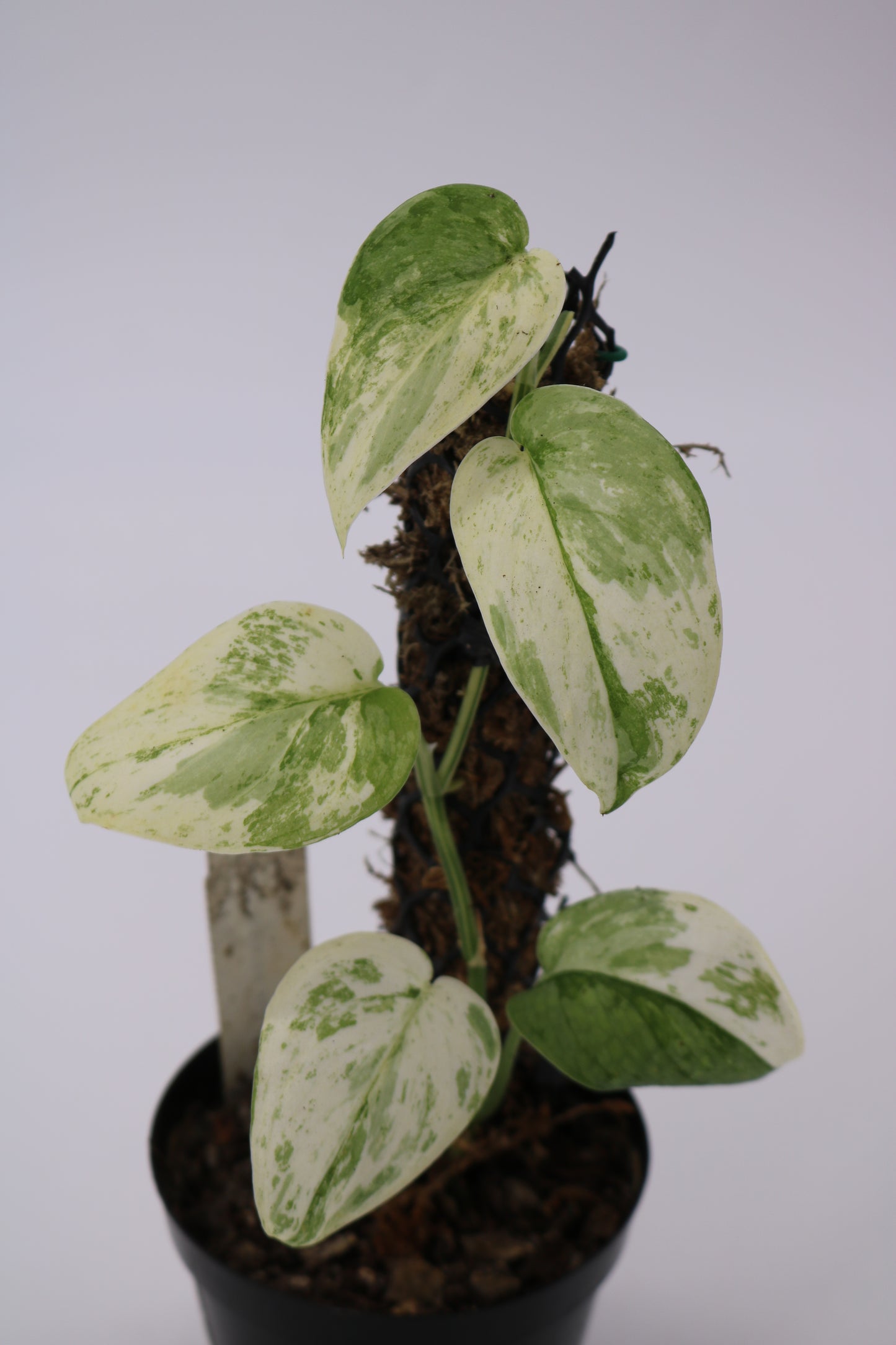 Scindapsus Saint Cloud Albo Variegated