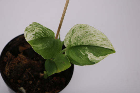 Scindapsus Truebii Moonlight Albo