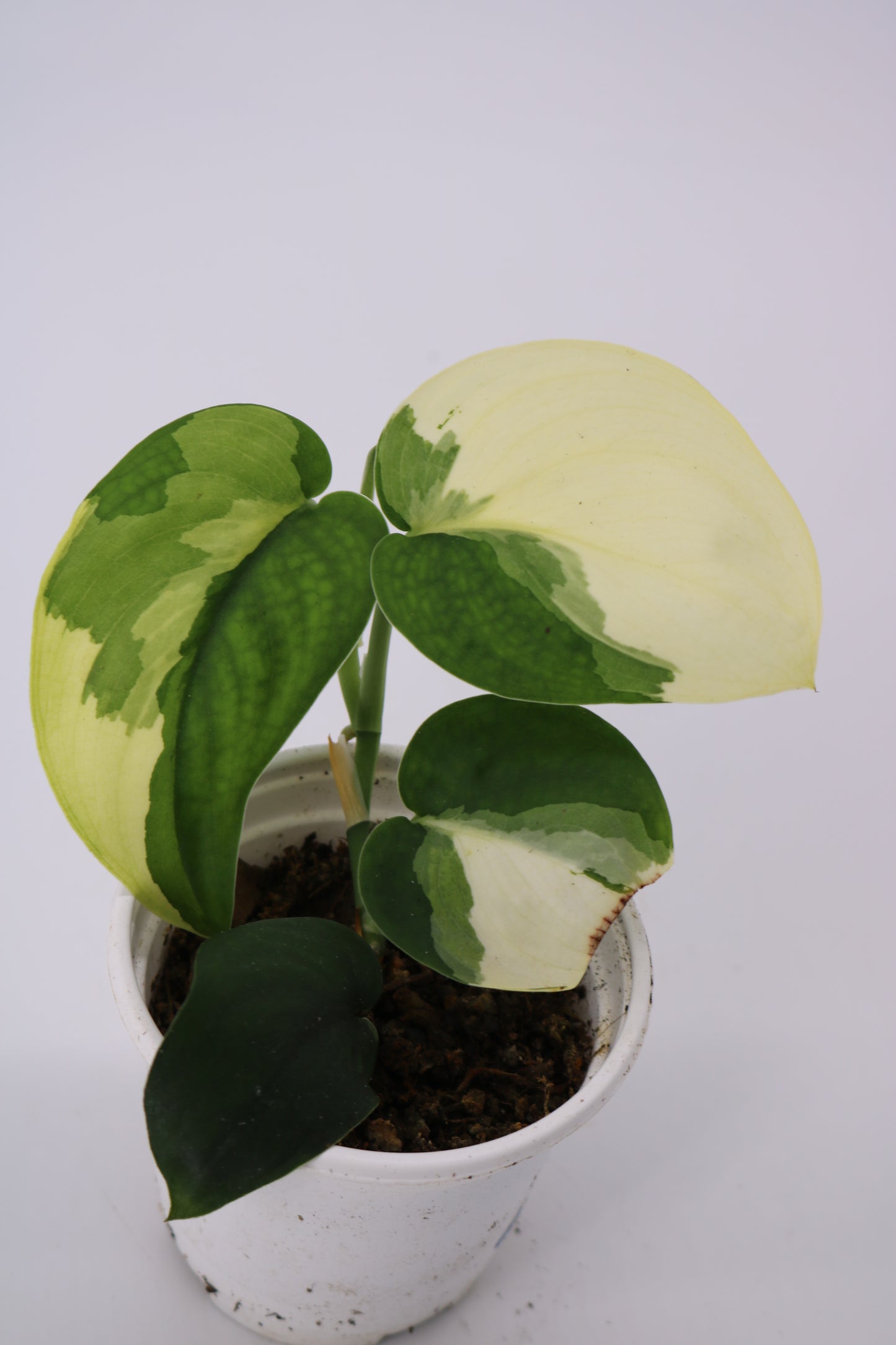 Scindapsus Jade Satin Albo