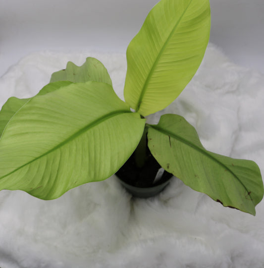 Musa Siam Pearl Banana