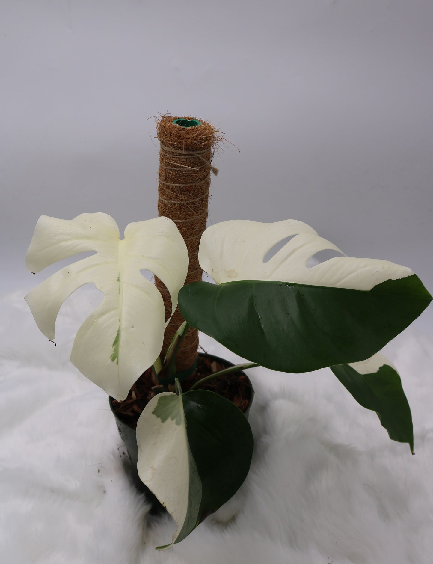 Monstera Albo Vareigated Monstera