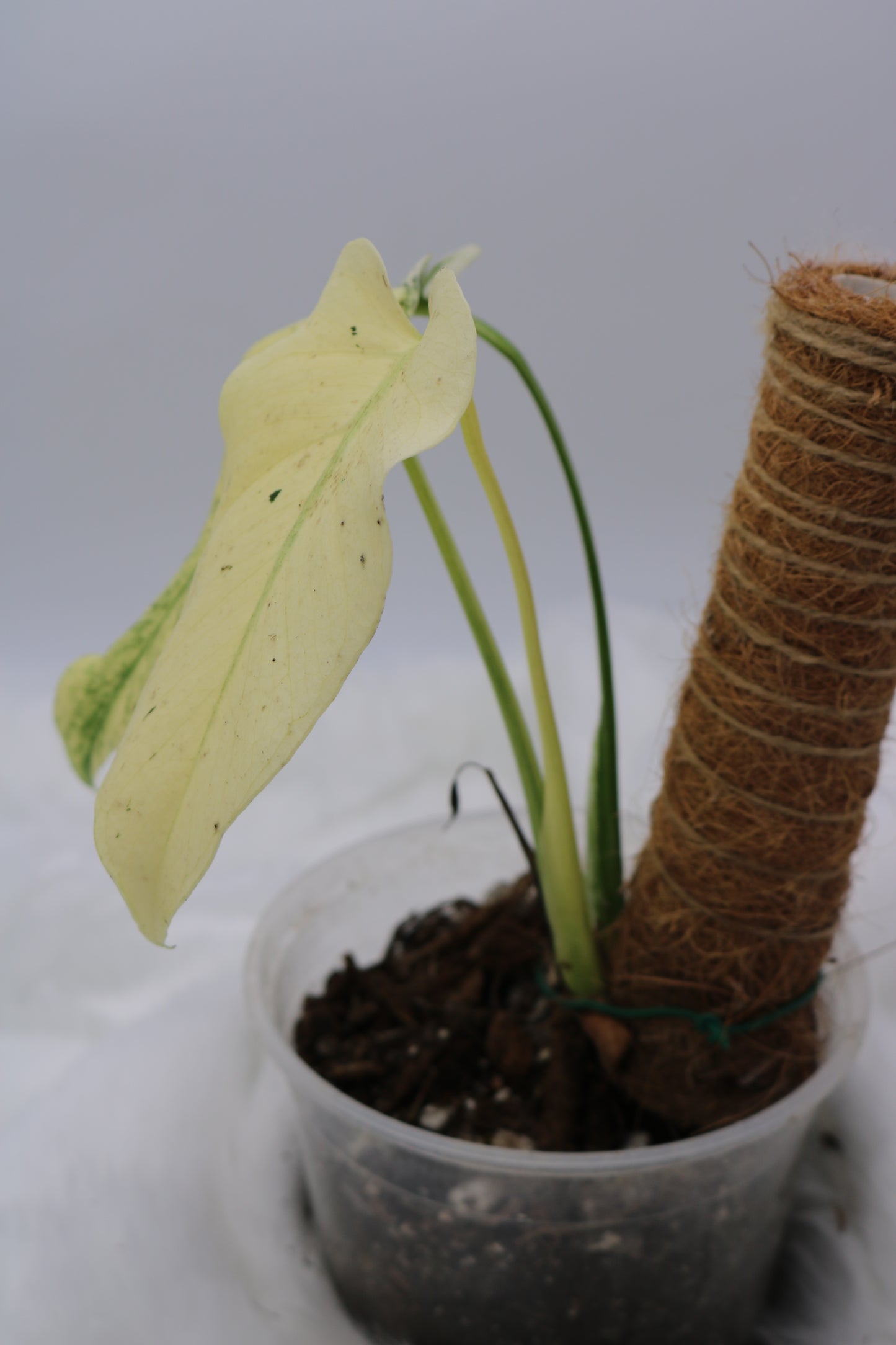 Monstera Mint