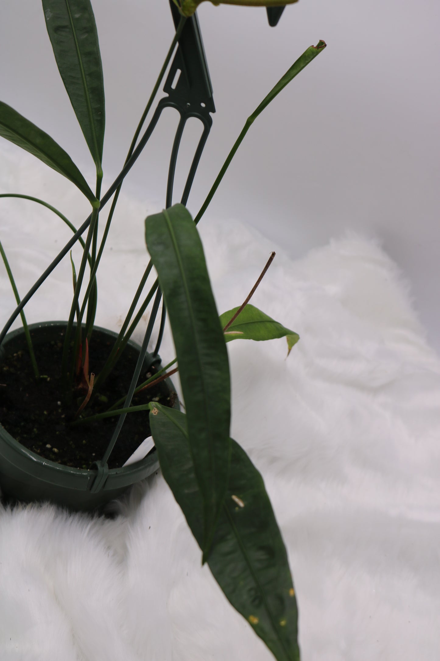 Anthurium Fornicifolium