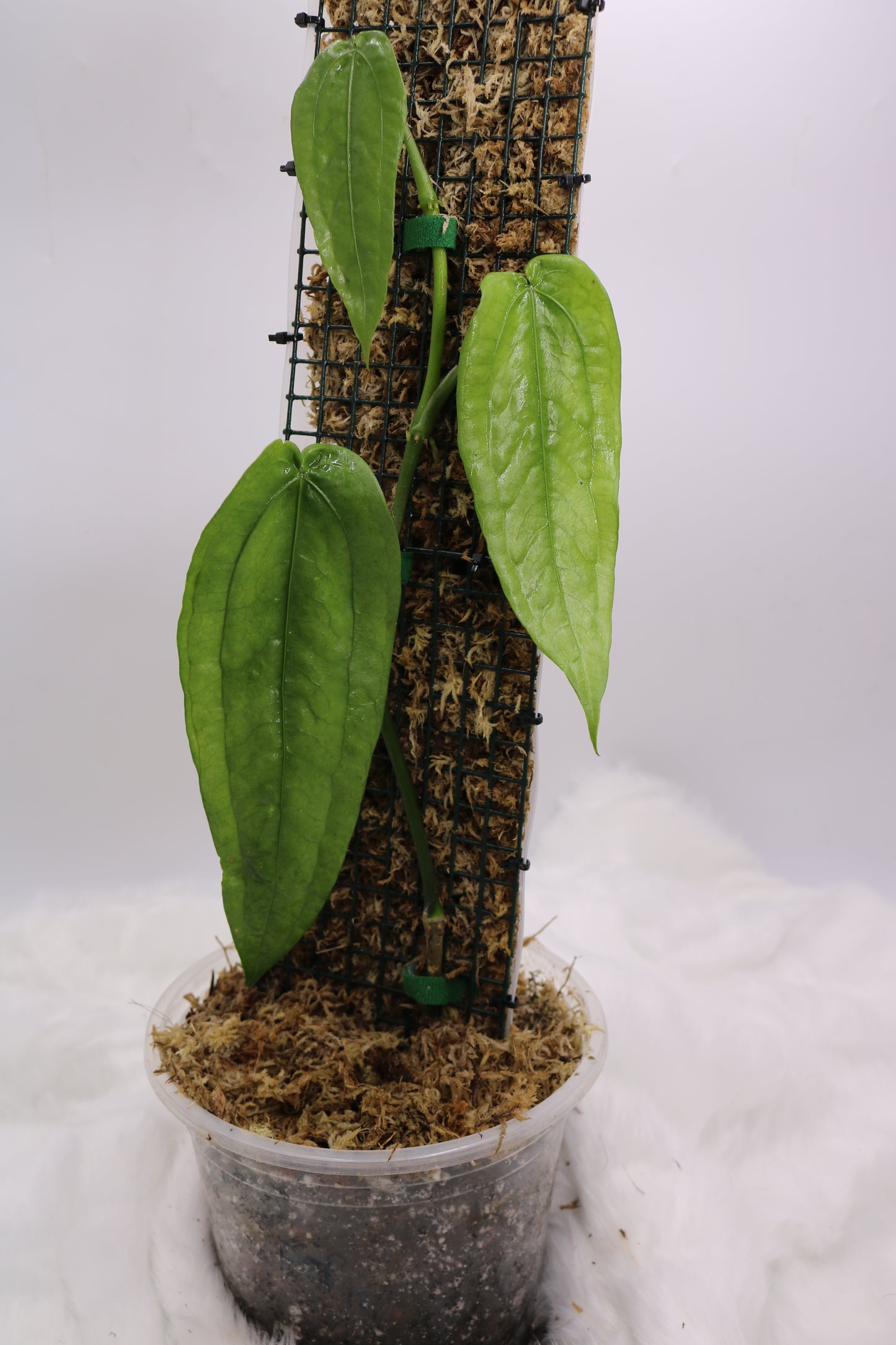 Anthurium sp. Limon