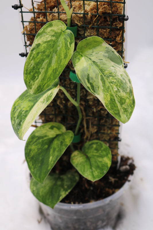 Scindapsus Ciput Variegated