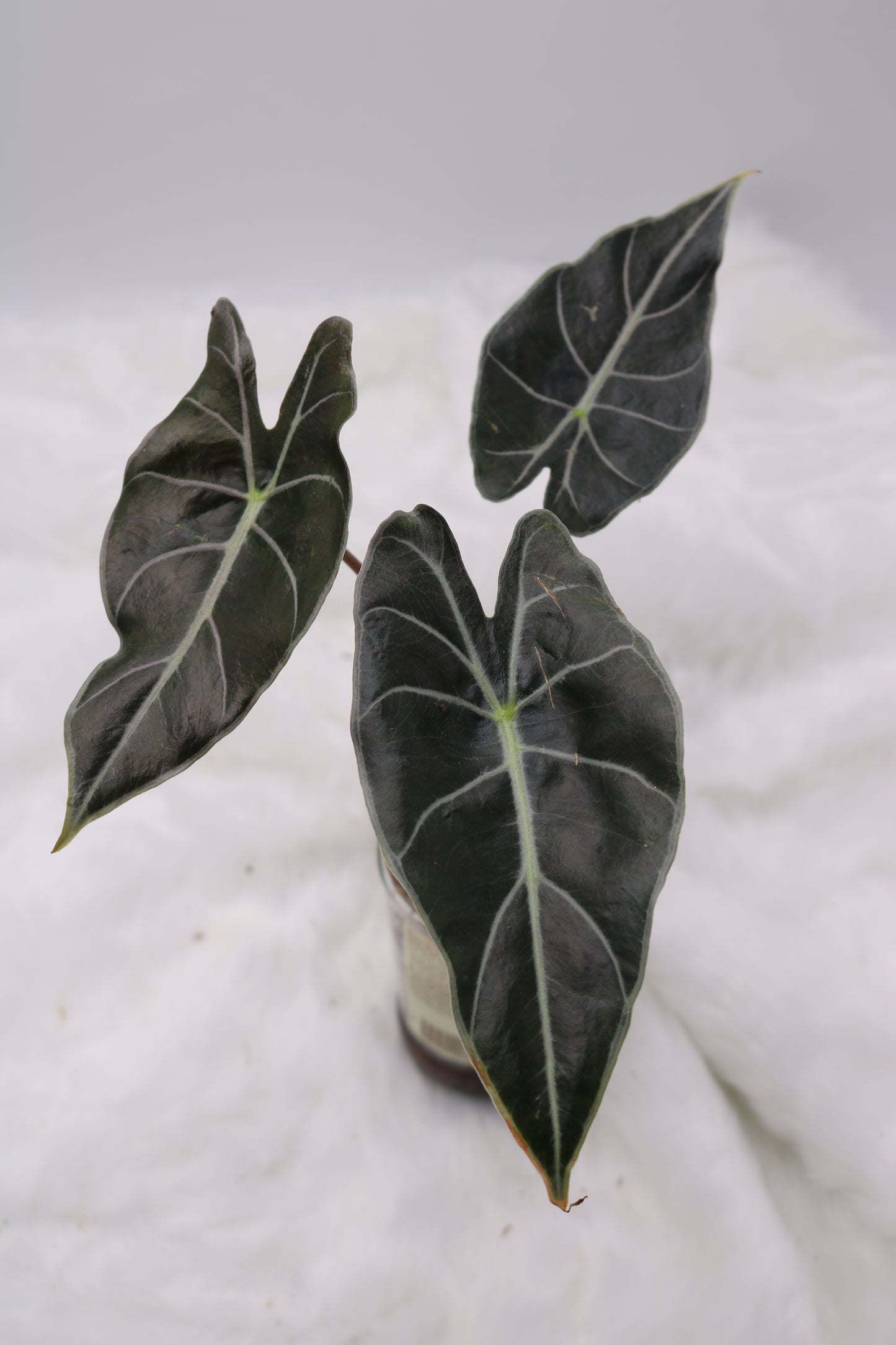 Alocasia Dragons Tooth