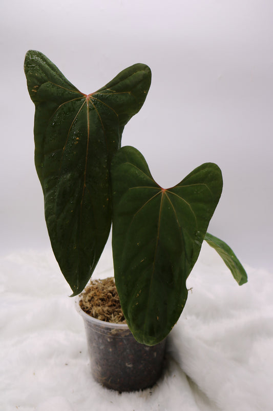 Anthurium Ft Sherman x Black Sweet