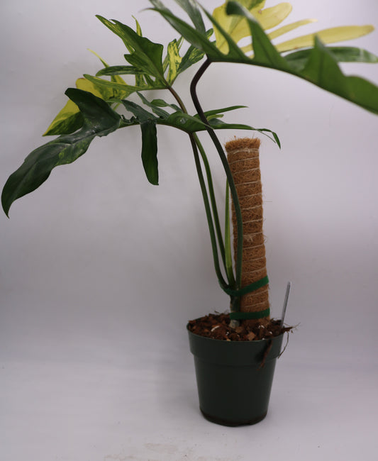 Philodendron Kitina Florida Beauty x Mayoi