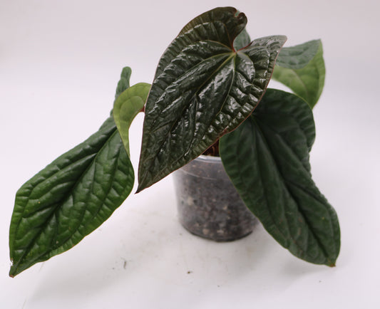 Anthurium Luxurian hybrid Mutant NOID