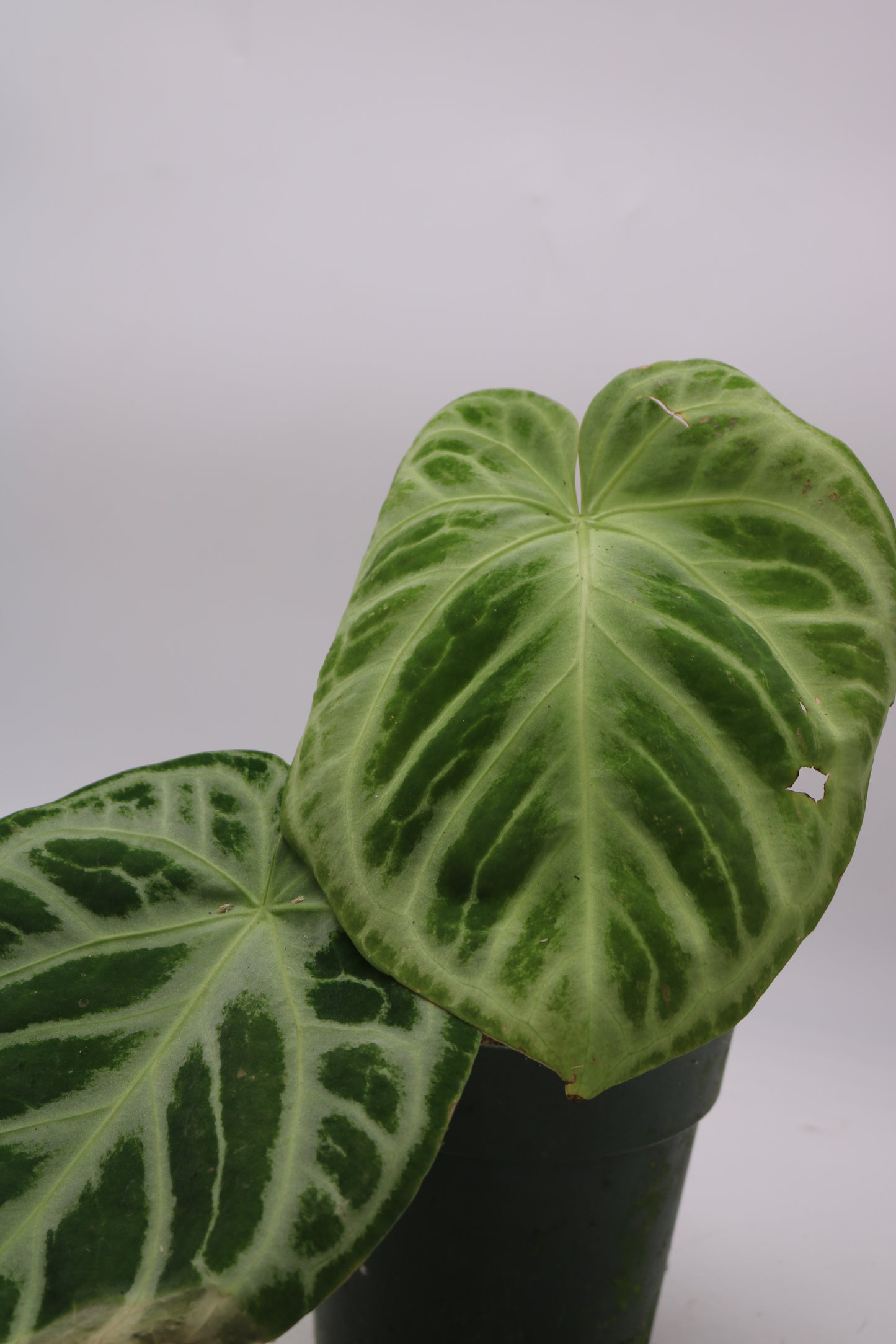 Anthurium Dorayaki Silver x Black Widow/Michelle