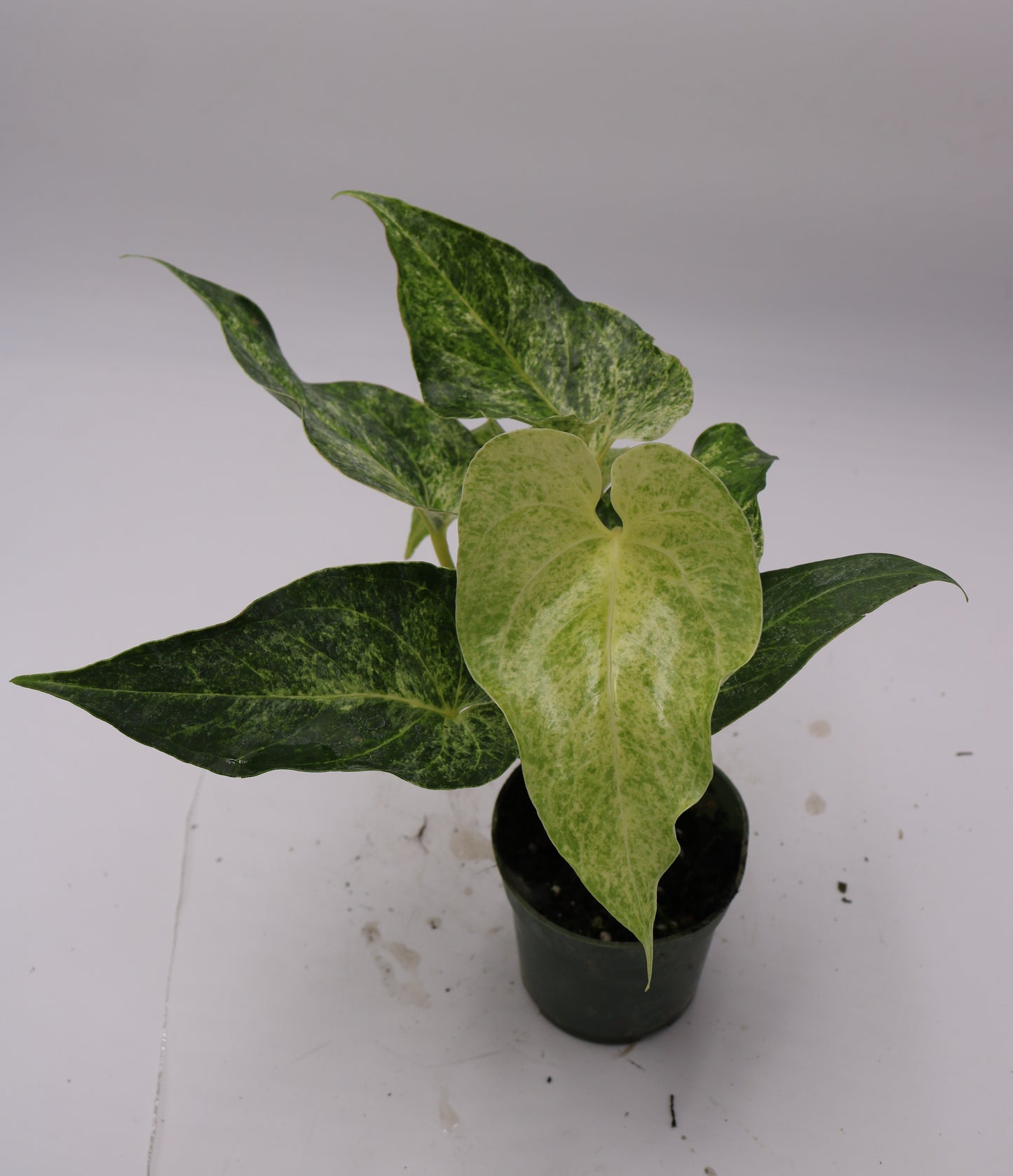 Anthurium Watermaliense Variegated
