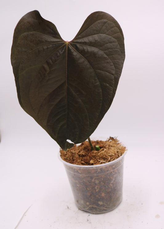 Anthurium Queen of Hearts QOH