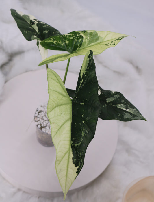 Alocasia Simpo Albo