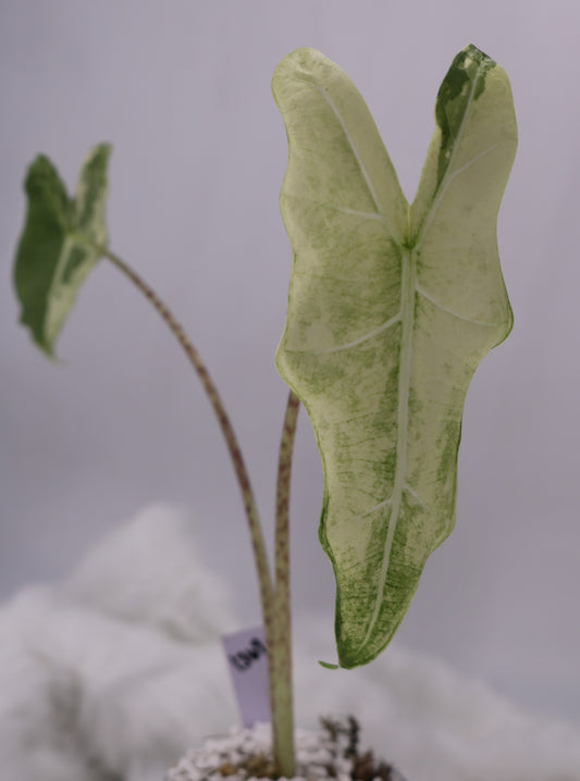 Alocasia Sarian Albo