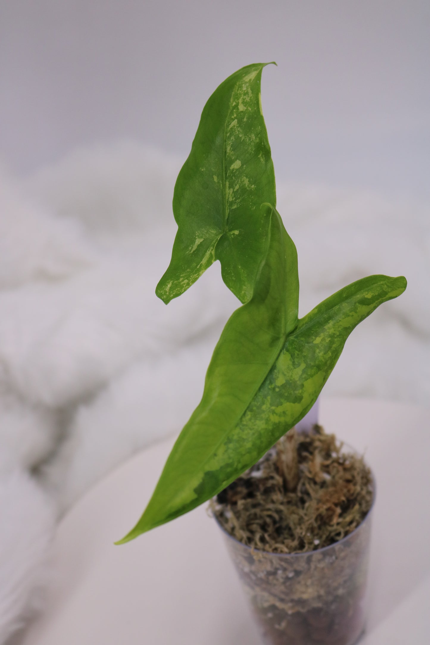 Alocasia Tigrina Variegated