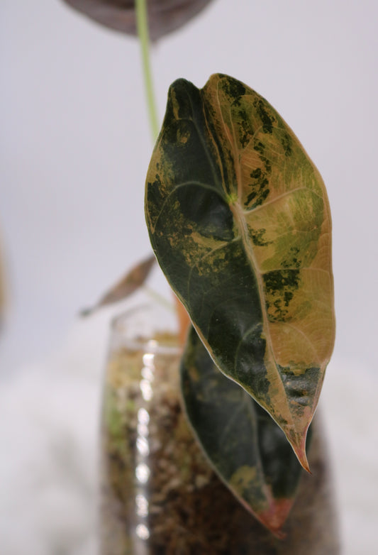 Alocasia Sedenii Latte