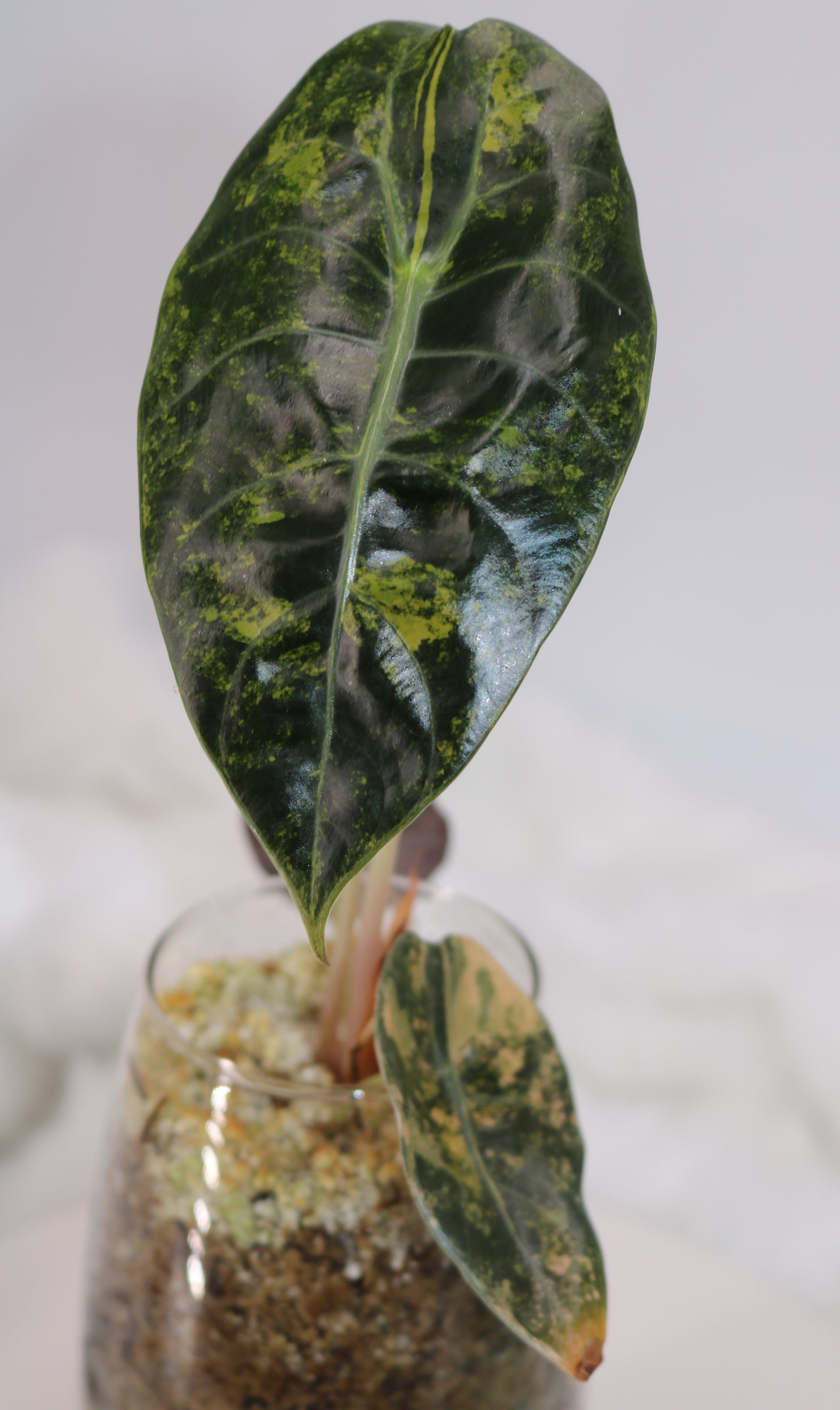 Alocasia Sedenii Latte