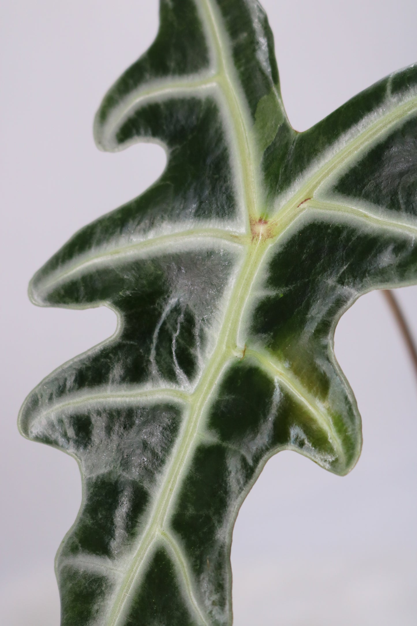 Alocasia Pink Nobilis Variegated