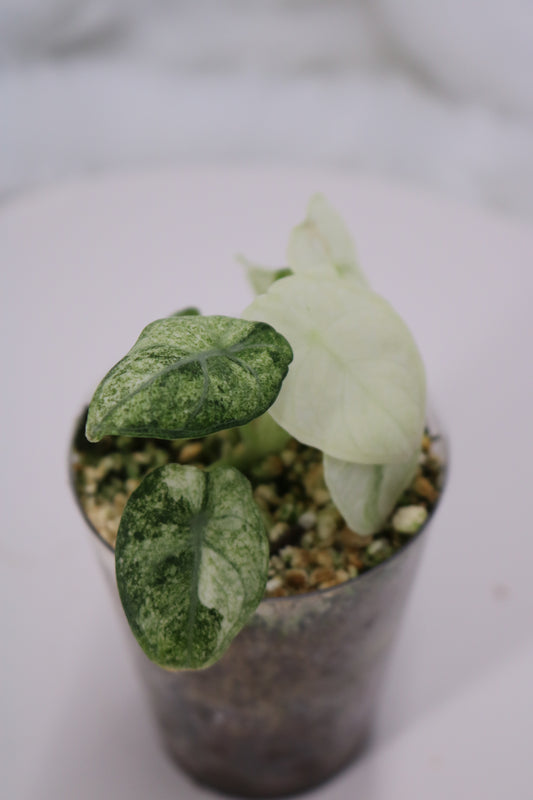 Alocasia Ninja Tri color Variegated