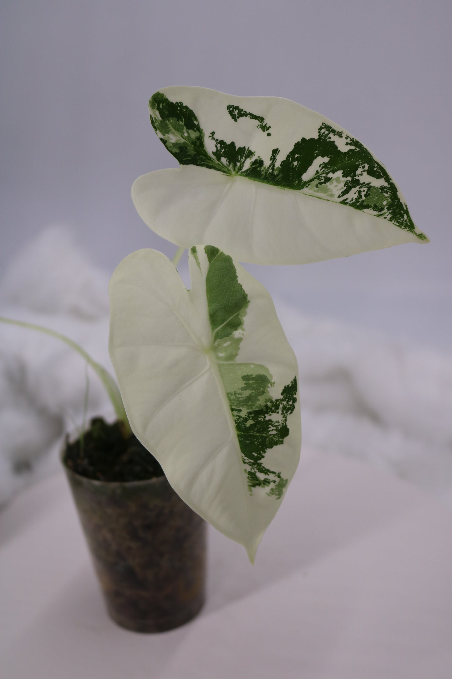 Alocasia Frydek Varigated