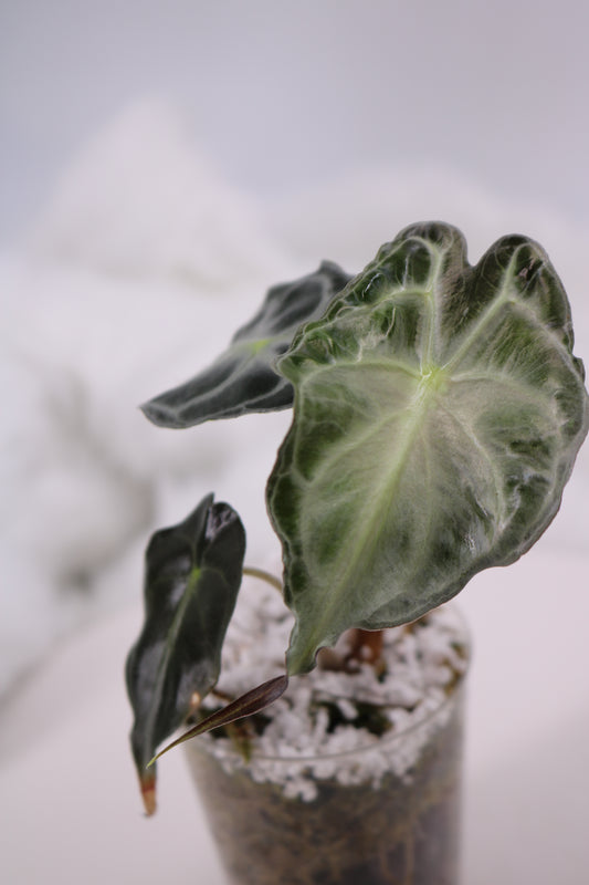 Alocasia Venom