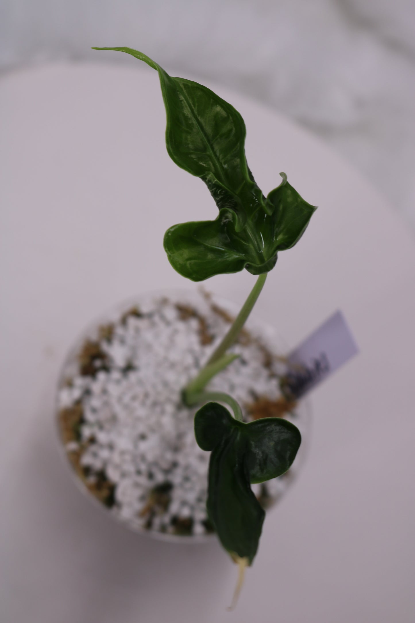 Alocasia Teletubbies