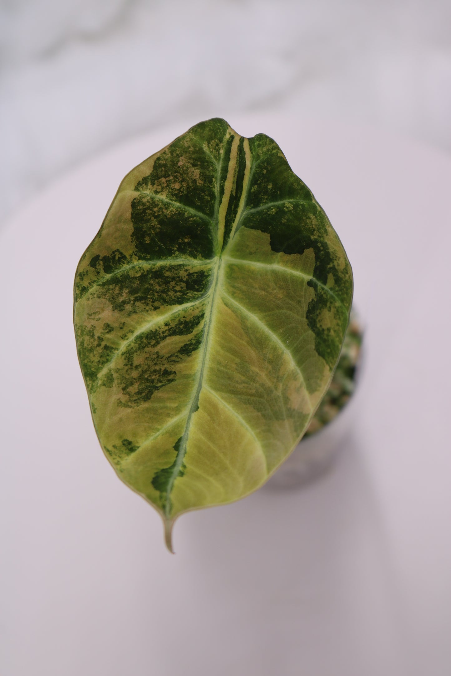 Alocasia Black Velvet Gold BVG