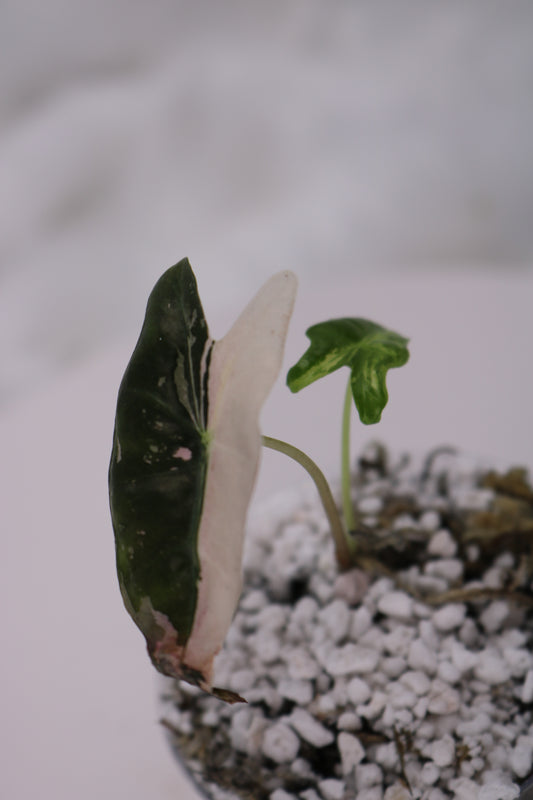 Alocasia Pink Nobilis